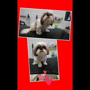 Trimsalon Sara image 1