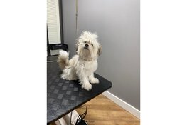 Nieuw op de Middenweg: Annie’s Trimsalon