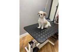 Nieuw op de Middenweg: Annie’s Trimsalon