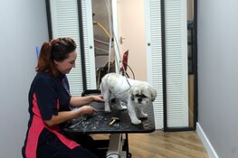 Nieuw op de Middenweg: Annie’s Trimsalon