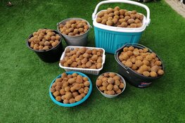 Kiwi's van Hollandse bodem (uit een Langedijker achtertuin)