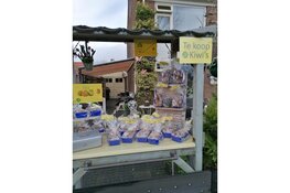 Kiwi's van Hollandse bodem (uit een Langedijker achtertuin)