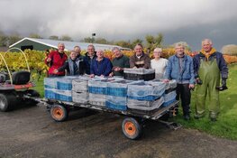 Laatste druivenpluk van dit seizoen bij Wijndomein De Koen