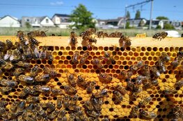 Nieuwe lichting imkers uit regio Alkmaar/Zaanstad kijken uit naar mooi bijenjaar 2023