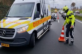 Hond aangereden op N242 bij Heerhugowaard