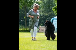 Jonge hondendag en veteranenshow op De Vork
