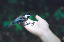 Vogelhuisjes in je tuin - Een uitnodiging voor prachtige natuurlijke ontmoetingen