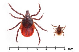 Vraag een gratis tekenpas aan bij Landschap Noord-Holland