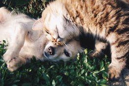 Dieetvoeding voor je dierenvriendjes