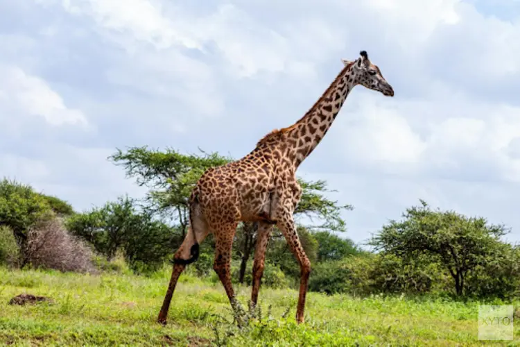 Rondreis Tanzania-Kenia en Zuid-Afrika: Ontdek Afrika's Pracht en Praal