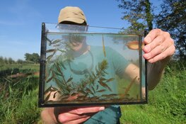 Zaterdag 25 mei: Wereld Vismigratiedag