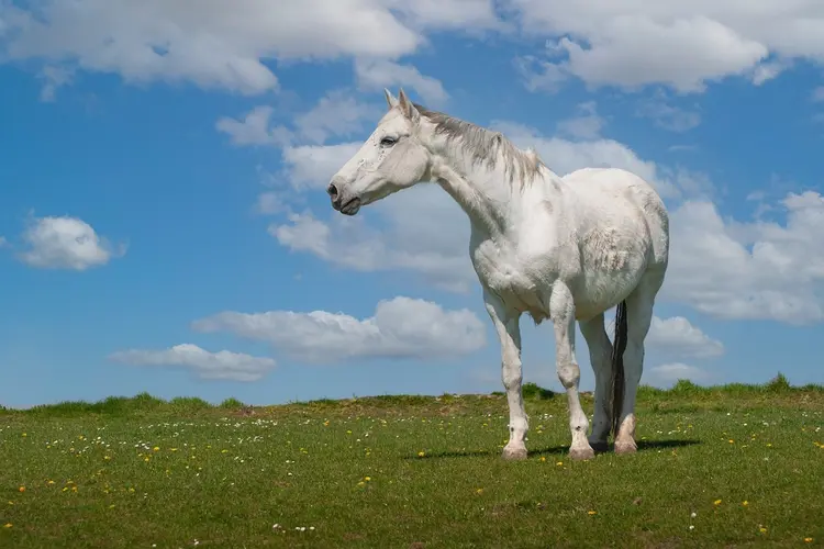 Om deze redenen is er meer behoefte aan kennis van dier & natuur