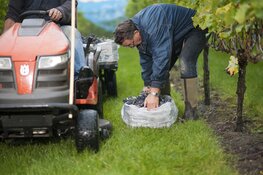 De wijnoogst is bijna binnen bij De Koen