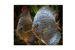 Lezing bij Hugo Aqua: Koning van de Amazone