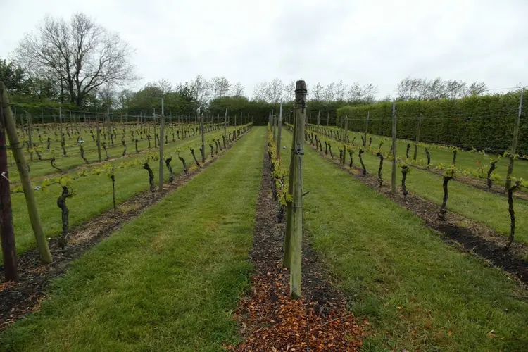 High Wine weer van start bij Wijndomein De Koen