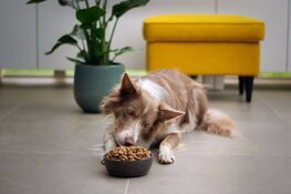 Gezonde voeding voor je hond: waar moet je op letten?