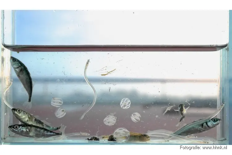 Ontdek de onderwaterwereld in de Week van de Vis