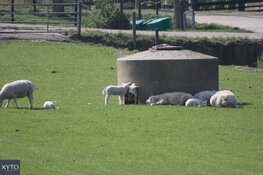 Komende dagen stuk koeler, later in de week weer richting 20 graden