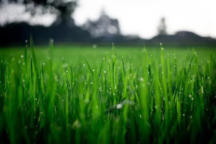 Engerlingen in je tuin herkennen en bestrijden op een natuurlijke manier
