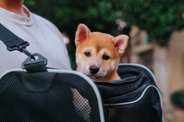De beste tips voor een vakantie met de hond
