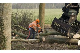 Iepenziekte maakt snelle kap noodzakelijk