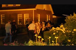 Tientallen koeien ontsnapt aan Middenweg, auto raakt beschadigd