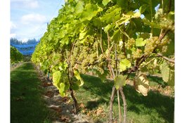 Open Dagen bij Wijndomein De Koen