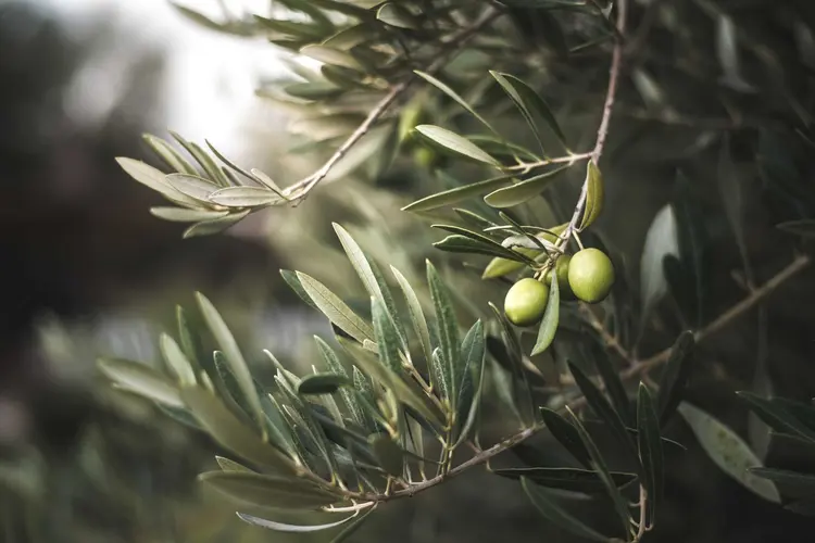 De olijfboom als symbool voor duurzaamheid en groei