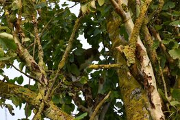Jongen klimt in boom om kat te redden en moet zelf worden gered