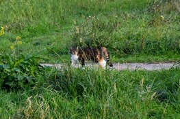 Jongen klimt in boom om kat te redden en moet zelf worden gered