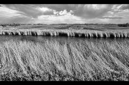 Expositie 'Leven met de dijk' laat de Westfriese Omringdijk leven in Bibliotheek Heerhugowaard