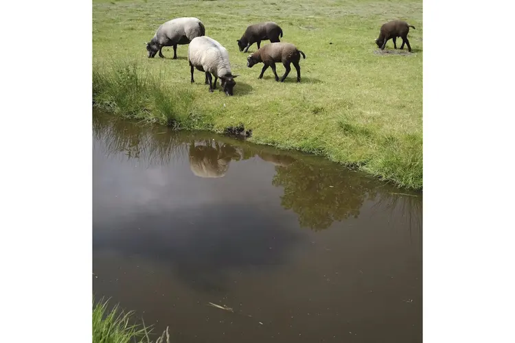 De nieuwe wandelfavoriet in Dijk en Waard: stijl met steun