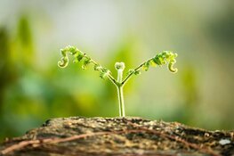 Efficiënt bewateren van de tuin: 5 tips