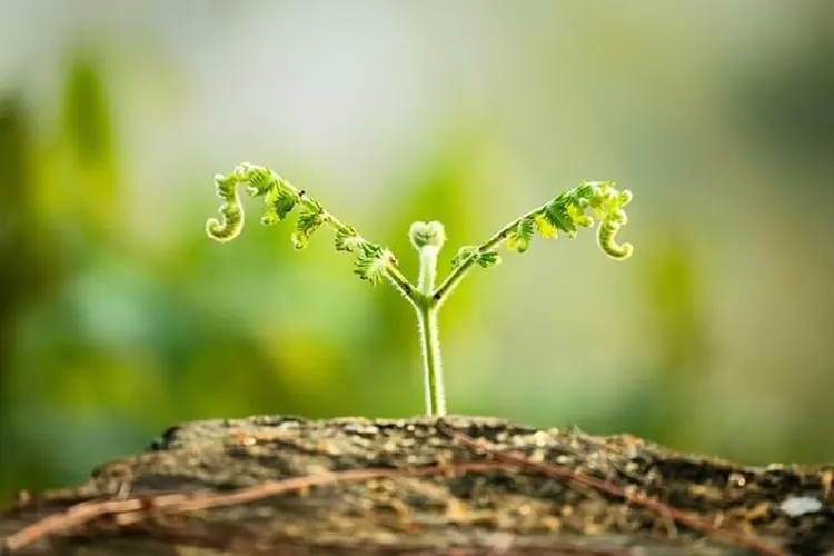 Efficiënt bewateren van de tuin: 5 tips