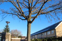 Brandweer wordt ingezet tijdens kerst voor kat in de boom in Heerhugowaard