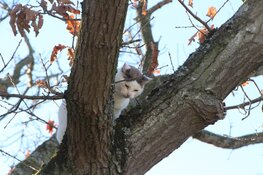 Brandweer wordt ingezet tijdens kerst voor kat in de boom in Heerhugowaard