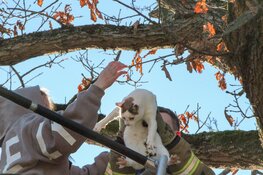 Brandweer wordt ingezet tijdens kerst voor kat in de boom in Heerhugowaard