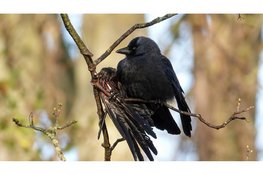 Kraai gewond na verstrikking in visdraad Heerhugowaard. Brandweer schiet te hulp