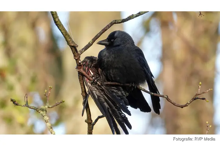 Kraai gewond na verstrikking in visdraad Heerhugowaard. Brandweer schiet te hulp