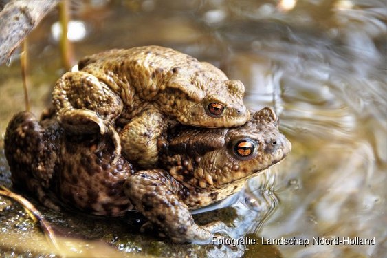De paddentrek begint! Help mee als vrijwilliger en bescherm duizenden amfibieën in Noord-Kennemerland!