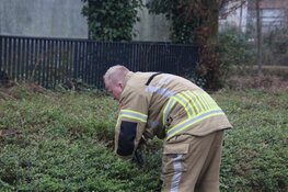 Brandweer start zoekactie naar vermiste kat in bosjes