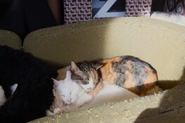 Het Digibeet & Katten Café: Een café met een missie