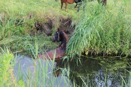 Paard komt op eigen kracht uit sloot nadat brandweer reddingsactie op touw zet
