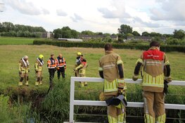 Paard komt op eigen kracht uit sloot nadat brandweer reddingsactie op touw zet