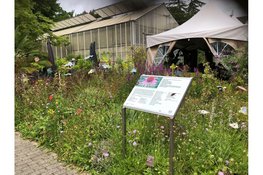 Ierse klanken brengen zomerse sfeer naar Hortus Alkmaar