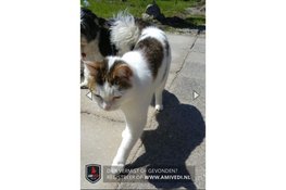 Poes Maria na tien jaar vermissing herenigd met baasje