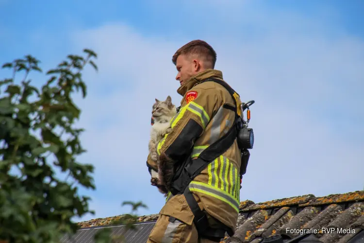 Brandweer redt kat Mili van dak in Heerhugowaard