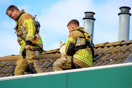 Brandweer redt kat Mili van dak in Heerhugowaard