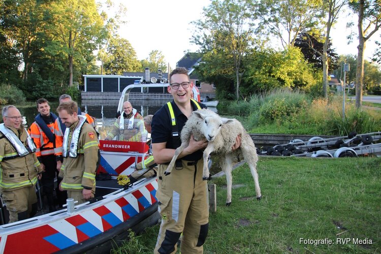 Brandweer haalt verkleumd schaap van eiland in Oosterdel