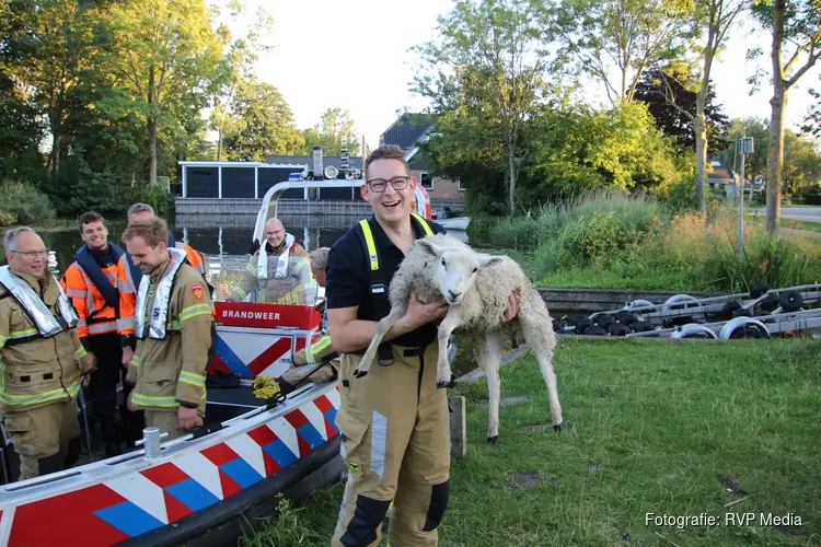 Brandweer haalt verkleumd schaap van eiland in Oosterdel